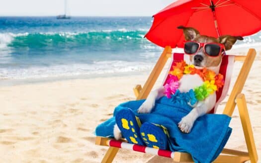 Moving to Playa del Carmen with Your Pet: A Complete Guide for Pet Owners